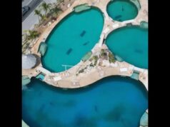 Ordenan rescate de delfines enfermos en instalaciones de Dolphin Discovery