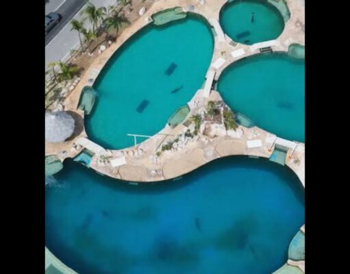 Ordenan rescate de delfines enfermos en instalaciones de Dolphin Discovery