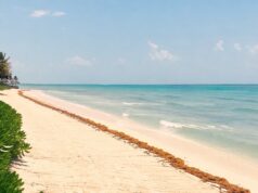 Disminuye el arribo de sargazo en Tulum y Akumal