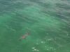 Capta dron a pareja de delfines en Playa del Carmen