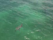 Capta dron a pareja de delfines en Playa del Carmen