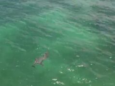 Capta dron a pareja de delfines en Playa del Carmen
