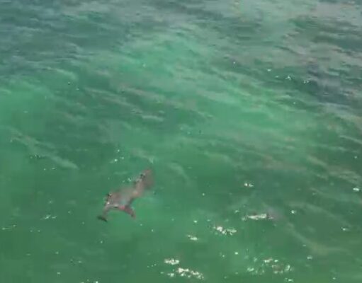 Capta dron a pareja de delfines en Playa del Carmen