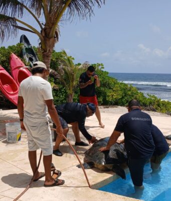Bomberos de Tulum rescatan a tortuga que cayó en alberca
