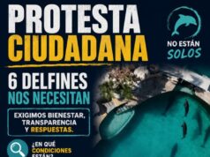 Convocan a protesta frente a Semarnat por situación de delfines de la empresa Dolphin Discovery