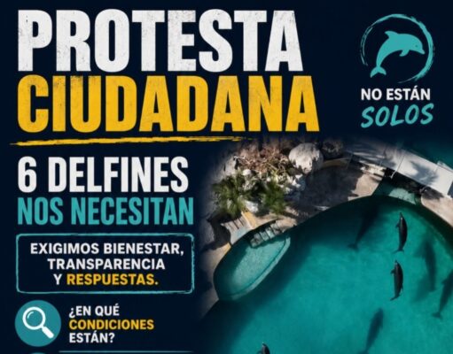 Convocan a protesta frente a Semarnat por situación de delfines de la empresa Dolphin Discovery