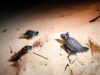Continúa fuerte arribo de tortugas en Playa del Carmen