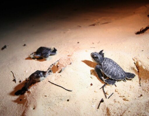 Continúa fuerte arribo de tortugas en Playa del Carmen