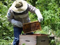 Opinión | La apicultura en Quintana Roo: una alternativa sustentable para la autosuficiencia alimentaria | Alma Mater | Juan Manuel Carvajal Sánchez