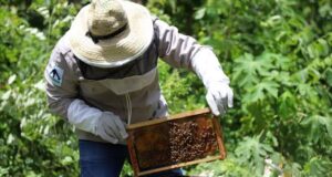 Opinión | La apicultura en Quintana Roo: una alternativa sustentable para la autosuficiencia alimentaria | Alma Mater | Juan Manuel Carvajal Sánchez