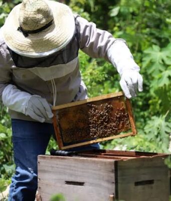 Opinión | La apicultura en Quintana Roo: una alternativa sustentable para la autosuficiencia alimentaria | Alma Mater | Juan Manuel Carvajal Sánchez
