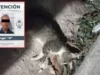 Aprehende FGE a hombre en Chetumal por presuntamente envenenar a dos gatos