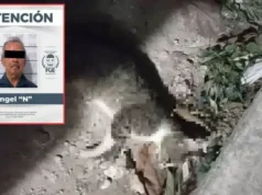 Aprehende FGE a hombre en Chetumal por presuntamente envenenar a dos gatos