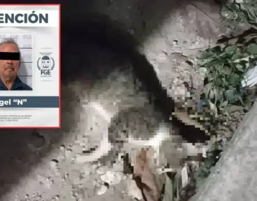 Aprehende FGE a hombre en Chetumal por presuntamente envenenar a dos gatos
