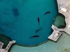 Determinará Profepa el destino de nueve delfines de Dolphin Discovery