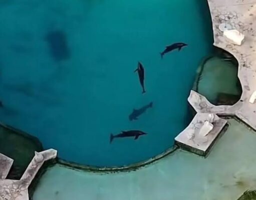 Determinará Profepa el destino de nueve delfines de Dolphin Discovery