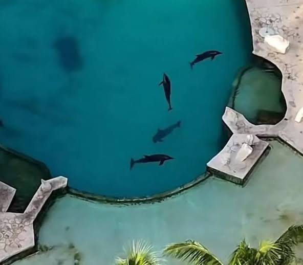 delfines ventura park