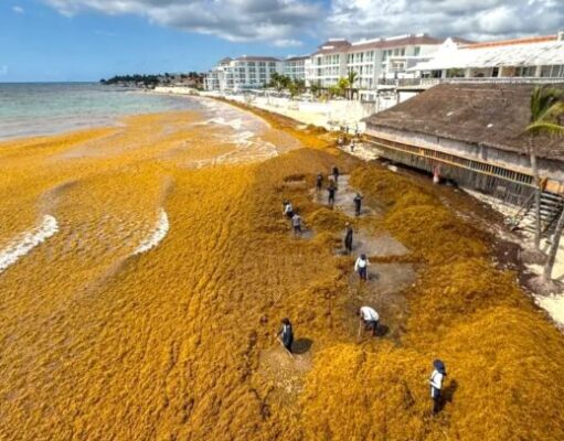 Acapara Playa del Carmen un tercio del sargazo recogido en Quintana Roo