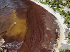 Alerta en Quintana Roo por arribo de otras 600 mil toneladas de sargazo