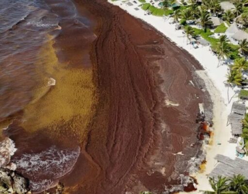 Alerta en Quintana Roo por arribo de otras 600 mil toneladas de sargazo