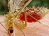 Lidera Quintana Roo casos de la “enfermedad de la mosca chiclera”