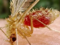 Lidera Quintana Roo casos de la “enfermedad de la mosca chiclera”