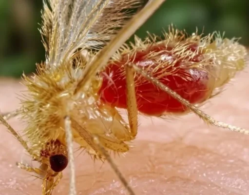 Lidera Quintana Roo casos de la “enfermedad de la mosca chiclera”