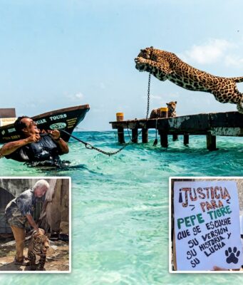 Respaldan a “Pepe Tigre” mientras Profepa no logra revisar al jaguar en Cancún