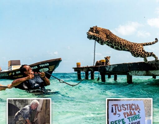 Respaldan a “Pepe Tigre” mientras Profepa no logra revisar al jaguar en Cancún