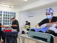 Autoridades municipales realizan 150 esterilizaciones gratuitas a mascotas