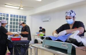 Autoridades municipales realizan 150 esterilizaciones gratuitas a mascotas