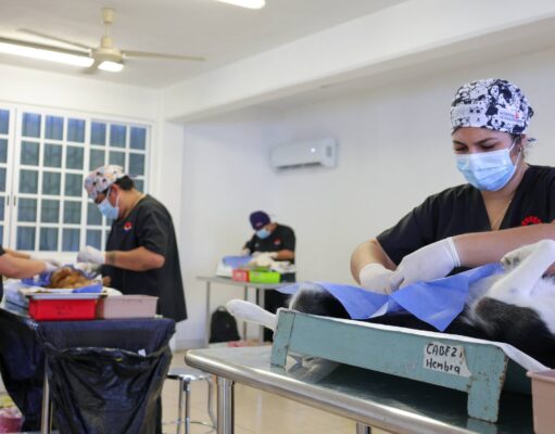 Autoridades municipales realizan 150 esterilizaciones gratuitas a mascotas