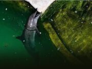 Exigen activistas acabar con cautiverio de delfines y ponen a Quintana Roo bajo la lupa