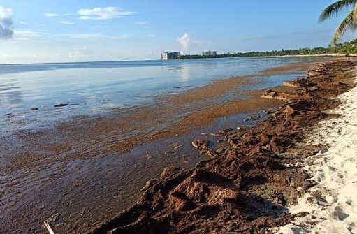 Resienten hoteles, aerolíneas y empresas el desplome turístico del Caribe Mexicano