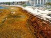 Concentraría Marina recursos y equipo para contener el sargazo desde el mar en 2027