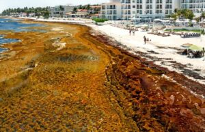 Concentraría Marina recursos y equipo para contener el sargazo desde el mar en 2027