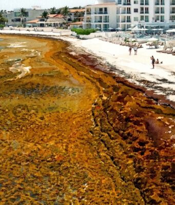 Concentraría Marina recursos y equipo para contener el sargazo desde el mar en 2027