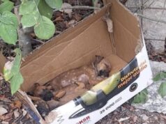 Reportan irregularidades y falta de personal capacitado en Centro de Bienestar Animal de Benito Juárez
