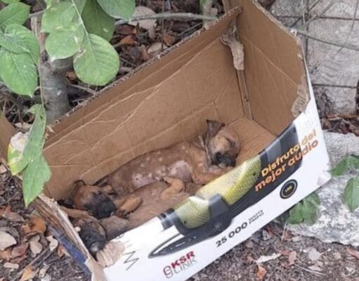 Reportan irregularidades y falta de personal capacitado en Centro de Bienestar Animal de Benito Juárez