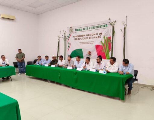 Impulsan productores del país al bambú como alternativa para diversificar campo de Quintana Roo