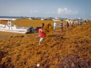 Redireccionan a turistas a destinos del Pacífico por sargazo en Quintana Roo