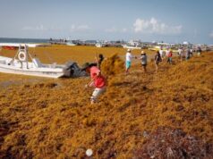 Redireccionan a turistas a destinos del Pacífico por sargazo en Quintana Roo