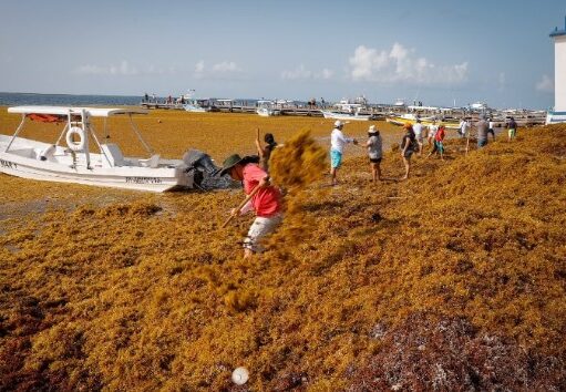 Redireccionan a turistas a destinos del Pacífico por sargazo en Quintana Roo