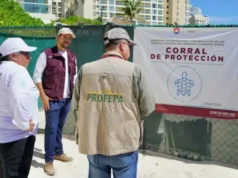 Adelantó calor eclosión de tortugas y las dejó expuestas a depredadores en playa de Cancún