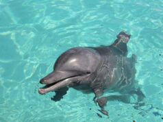 Fallece el delfín Mincho a los 36 años en Cancún debido a un tumor maligno
