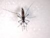 Llega a sexto lugar Quintana Roo en casos de dengue; hay fumigación diaria, dice Flavio Carlos