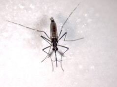 Llega a sexto lugar Quintana Roo en casos de dengue; hay fumigación diaria, dice Flavio Carlos