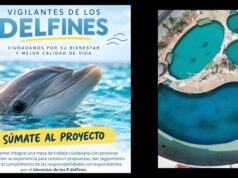 Piden ciudadanos revisar de cerca a los delfines que permanecen confinados en Ventura Park
