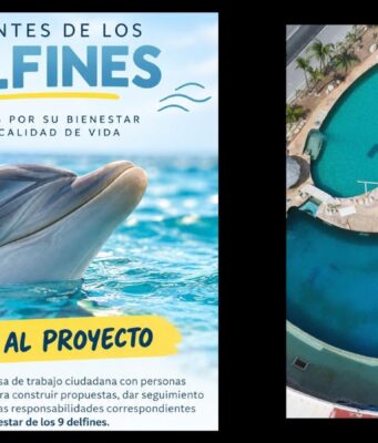Piden ciudadanos revisar de cerca a los delfines que permanecen confinados en Ventura Park