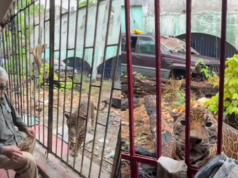 Pierde “Pepe Tigre” su predio de 20 hectáreas en la Zona Hotelera de Cancún